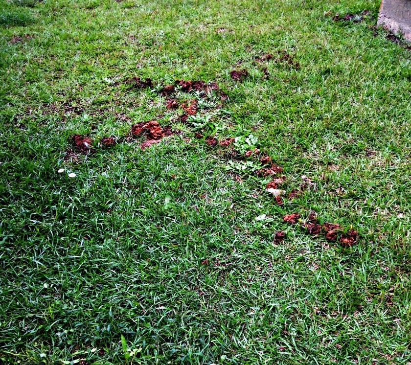 mole cross 2-crop edit