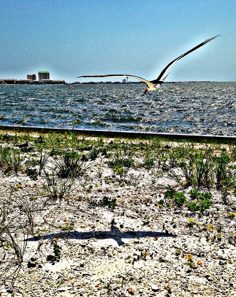 his wings-crop edit wp