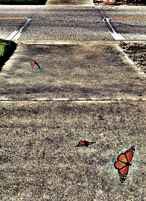butterfly flight1-crop edit edit WP reduced size