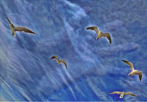 gulls2-crop WP high 5 edit 2