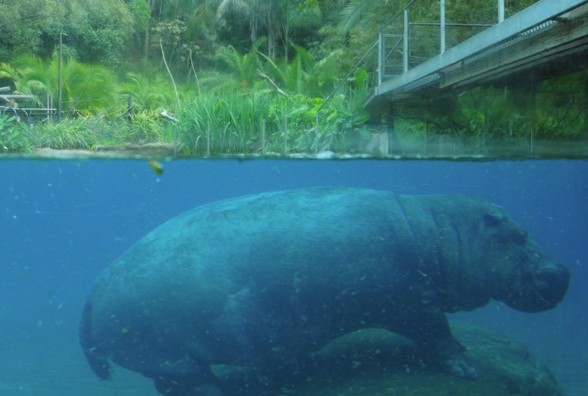 hippo one world two realities