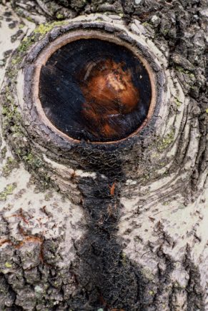 Outer Limb Its cropped